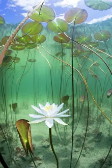 Nymphaea Alba Photos Nymphaea Alba Photos