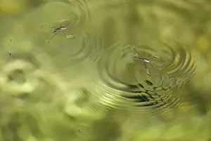 Bugs Prints: Two Water measurers (Hydrometra lacustris) Lake Skadar, Lake Skadar National Park