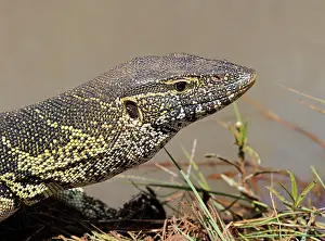 Varanus Prints: Water monitor lizard (Varanus niloticus) head portrait, Masai Mara National Reserve, Kenya