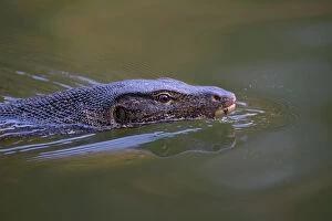Axel Gomille Collection: Water monitor (Varanus salvator), swimming and flicking tongue, Thailand