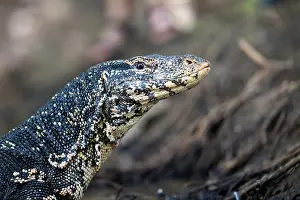 Squamata Prints: Water monitor (Varanus salvator) head portrait, Sri Lanka