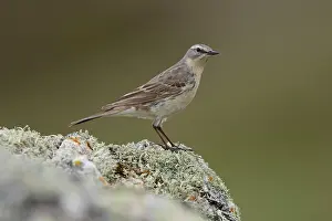Lichen Prints: Water pipit (Anthus spinoletta) perched on a lichen covered rock, Pyrenees, Spain. April