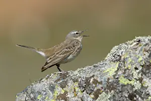 Vocalisation Prints: Water pipit (Anthus spinoletta) perched on a rock singing, Pyrenees, Spain. April