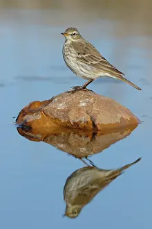 Winter Plumage Prints: Water pipit (Anthus spinoletta) in winter plumage