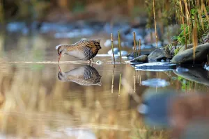Morning Prints: Water rail (Rallus aquaticus) foraging near edge of stream