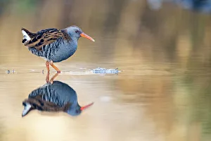 Shape Prints: Water rail (Rallus aquaticus) wading through water, Dumfries and Galloway, Scotland, UK