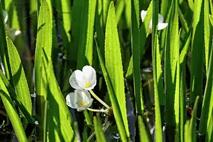 Alismatales Prints: Water soldiers (Stratiotes aloides) in flower, Upper Bavaria, Germany. July