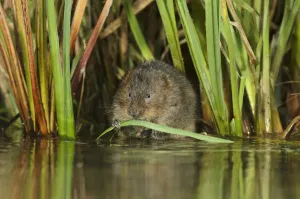 Water vole (Arvicola amphibius / Arvicola terrestris) feeding amongst vegetation