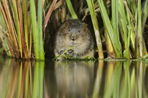 Water vole (Arvicola amphibius / Arvicola terrestris) feeding amongst vegetation