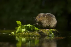 Water vole (Arvicola amphibius) feeding, Kent, UK May