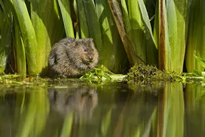Arvicola Gallery: Water vole (Arvicola amphibius) feeding on aquatic plant, Kent, UK May