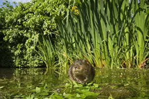 Images Dated 26th May 2015: Water vole (Arvicola amphibius) feeding on aquatic plant, Kent, UK May