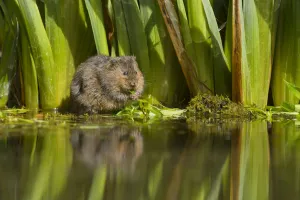 Water vole (Arvicola amphibius) feeding on aquatic plant, Kent, UK May