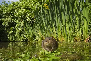 Kent Prints: Water vole (Arvicola amphibius) feeding on aquatic plant, Kent, UK May
