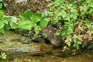 Blackberry Prints: Water vole (Arvicola amphibius) feeding on Blackberries (Rubus sp)