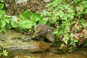 Blackberry Prints: Water vole (Arvicola amphibius) feeding on Blackberries (Rubus sp)