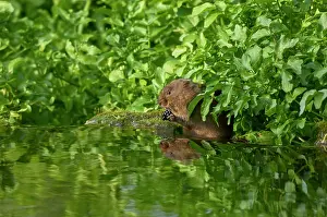 Blackberry Prints: Water vole (Arvicola amphibius) feeding on a Blackberry (Rubus sp)