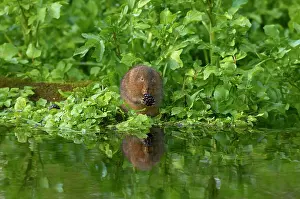 Blackberry Prints: Water vole (Arvicola amphibius) feeding on a Blackberry (Rubus sp)