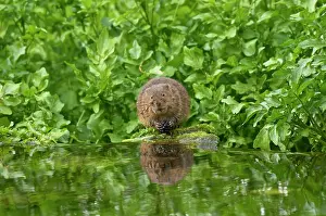 Blackberry Prints: Water vole (Arvicola amphibius) feeding on a Blackberry (Rubus sp)