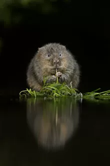 Images Dated 2013 December: Water vole (Arvicola amphibius) feeding at edge of water, Kent, UK, December