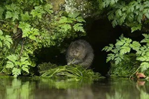Images Dated 7th September 2014: Water vole (Arvicola amphibius) feeding at edge of water, Kent, UK, September