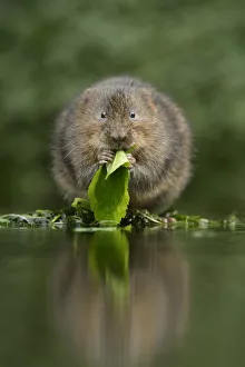 Water vole (Arvicola amphibius) feeding at edge of water, Kent, UK, December