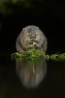Water vole (Arvicola amphibius) feeding at edge of water, Kent, UK, December