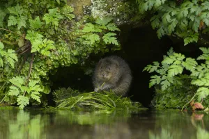Water vole (Arvicola amphibius) feeding at edge of water, Kent, UK, September