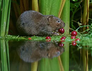 Waters Edge Prints: Water vole (Arvicola amphibius) feeding on Wild cherries (Prunus avium) at water's edge