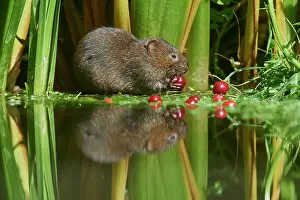 Waters Edge Prints: Water vole (Arvicola amphibius) feeding on Wild cherries (Prunus avium) at water's edge