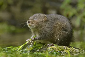 Water vole (Arvicola amphibius) Kent, UK September
