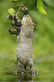 Arvicola Gallery: Water vole (Arvicola amphibius) standing on hind legs sniffing blackberry, Kent, UK