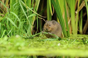 Habitat Prints: Water Vole (Arvicola amphibius / terrestris) foraging by water. Kent, UK, August