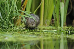 Water Vole (Arvicola amphibius / terrestris) foraging by water. Kent, UK, August