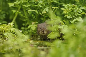 Water Vole (Arvicola amphibius / terrestris) foraging by water. Kent, UK, August