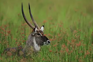 Marsh Prints: Waterbuck (Kobus ellipsiprymnus) male