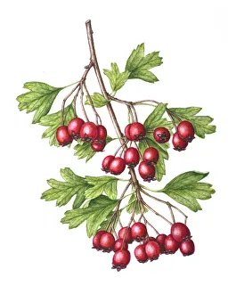 April 2022 highlights Collection: Watercolour painting of Common hawthorn (Crataegus monogyna) berries