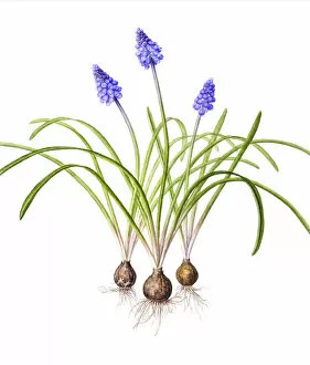 April 2022 highlights Collection: Watercolour painting of Grape hyacinth (Muscari). Botanical illustration by Linda Pitkin
