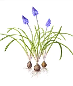 April 2022 highlights Collection: Watercolour painting of Grape hyacinth (Muscari). Botanical illustration by Linda Pitkin