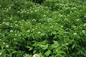 Rosanae Prints: Watercress (Nasturtium officinale) in flower, St Mary's, Isles of Scilly, UK. May