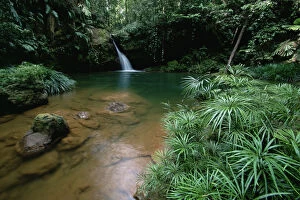 Images Dated 31st July 2008: A waterfall in the lowland rainforest of Borneo, with pool surrounded by ferns and other plants