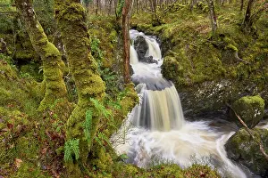 Fern Prints: Waterfall in Oak (Quercus sp.) woodland with epiphytic ferns