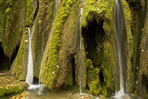 Waterfalls and abundant mosses (Cratoneuron commutatum) and (Bryum ventricosum) growing