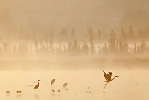 Departure Prints: Waterfowl at dawn with mist, including Great blue heron (Ardea herodias herodias)
