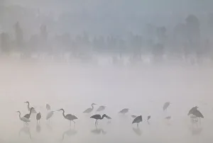 Duck Prints: Waterfowl at dawn with mist, including Great blue heron (Ardea herodias herodias)