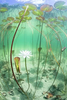 Freshwater Gallery: Waterlily (Nymphaea alba) flower which has opened underwater in a lake. Alps, Ain, France, June