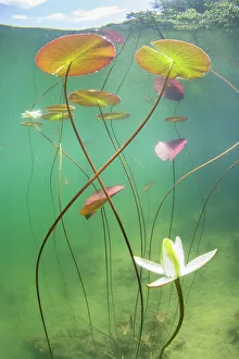 Waterlily (Nymphaea alba) flower which has opened underwater in a lake. Alps, Ain, France, June