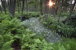 Waterviolet / featherfoil (Hottonia palustris) at sunset, Groot Schietveld, Wuustwezel