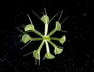 Carnivorous Plant Prints: Waterwheel plant (Aldrovanda vesiculosa) a carnivorous aquatic plant with Mosquito larva