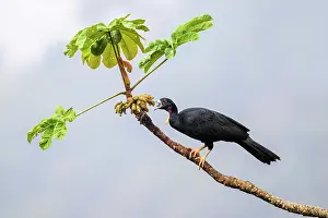 Cracidae Prints: Wattled guan (Aburria aburri) feeding on fruit in Cecropia tree
